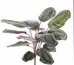 Calathea medaillon 76cm 